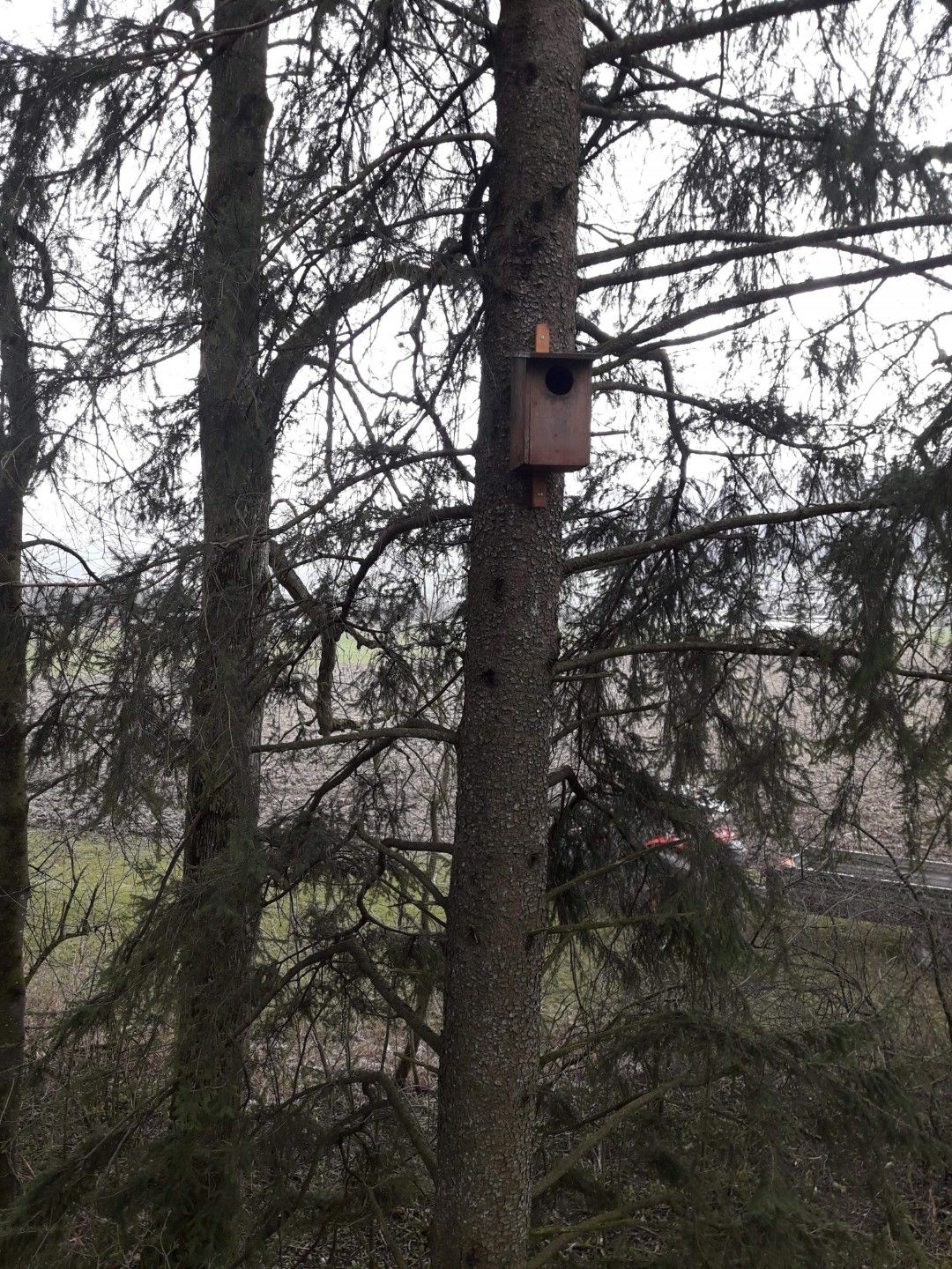 montage eulenkasten baum