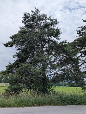 Waldohreulen